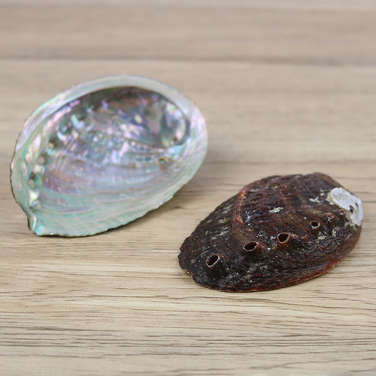 Natural Abalone Original Color Shell Aquarium Creative Ornaments